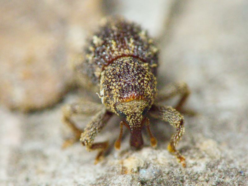 Acalles (Acalles) echinatus (Germar, 1824)